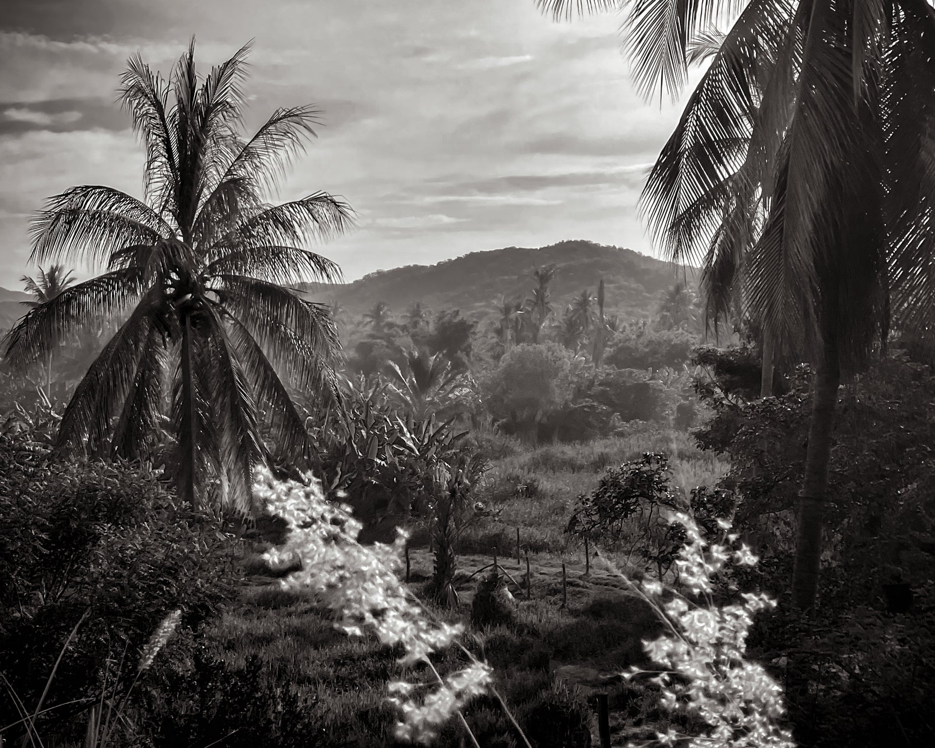 LEISURE LETTER 031: Under The Oaxacan Sun - Dandy Del Mar